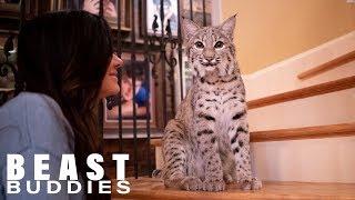 We Share Our Home With Two Bobcats | BEAST BUDDIES