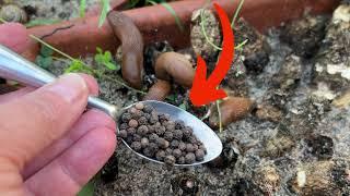 Die Schnecken werden sofort aus dem Garten flüchten! Nur eine Zutat