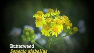 Protecting Florida Wildflowers by Nature Wise