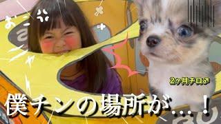【子犬お迎え】ちっちとチロばかりズルい（怒）家の中用ドッグランを新しく購入したら…子犬より妹が遊んで出て来ない…‼︎【4日目】