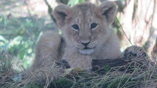 Cotswold Wildlife Park - Lion Cubs!