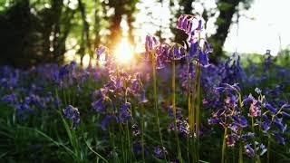 Bluebells in Lion Wood, Norwich