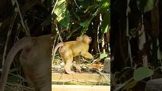 Abandon Monkey - Enjoy Watching Orphan Babies Monkey Every Day