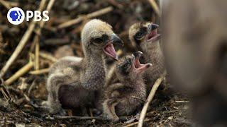 Careful Osprey Parents Feed Chicks For The First Time