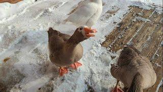 Pet Geese Are Pure Drama, Screaming For No Reason 