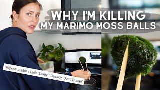 Hidden Danger in Moss Balls | Destroying my Marimo Moss Balls *REUPLOAD*