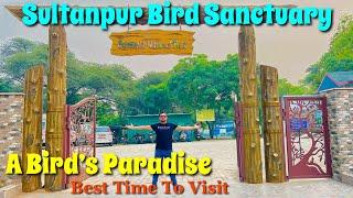 Best TIme To Visit Sultanpur Bird Sanctuary | Sultanpur Bird Sanctuary | Sultanpur National Park