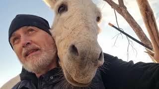 Meditating donkeys