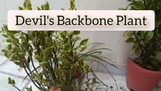 9.)How to grow and care devil's backbone plant|| Pedilanthus plant||