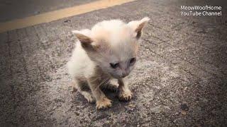 Homeless Kitten Forced to the Road, Discovered at Hospital How Badly It Was Hurt