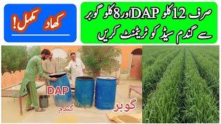 Wheat Seeds Treatments Fertiliser DAP and Gobar Advanced Farming techniques All Crop information..