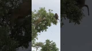 Close Fight | Lion vs Baboon | #shorts