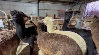 Caring for alpacas - body condition scoring