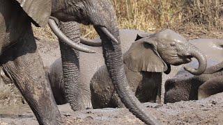 Elephant MUD BATH  and the NTSEVU pride 