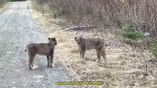 Fascinating Life of Lynx in the WiId