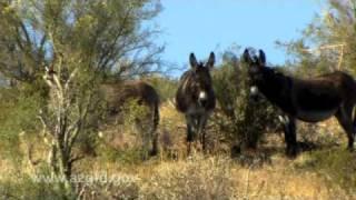 Wild Burros of Arizona.mov