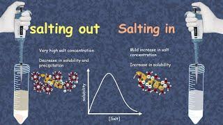 Salting in and salting out | How does salting out happen? | what is salting in of proteins?