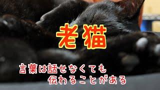 【猫の泣ける話】老猫　"言葉は話せなくても伝わることがある"