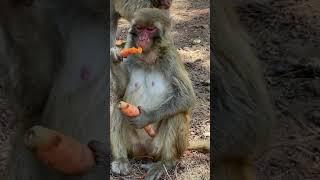 Cute baby monkey, funny monkey, Chinese monkey SY49