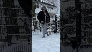 Die haben zum ersten Mal Schnee gesehen #labrador #welpenliebe #viral #shorts #fyp