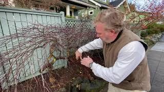 How to Prune Japanese Maple Trees - Seattle Arborist Chip Kennaugh