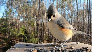 Tufted Titmouse - Hear their Calls! - Watch before your next bird outing!