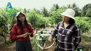 High Density Double Row Mango Cultivation part 01