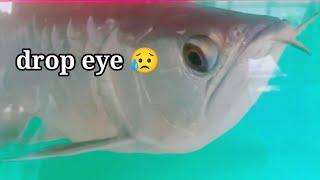 Drop Eye | Kawawa  | Arowana