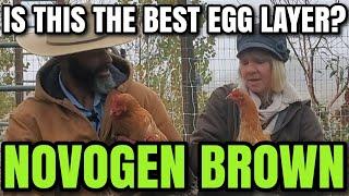 I WISH I had known of them sooner! NOVOGEN BROWN CHICKEN  One Year Review #homesteading #chickens