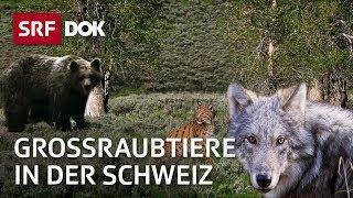 Wolf, Luchs und Bär | Die Rückkehr der grossen Raubtiere in die Schweiz | Doku | SRF Dok