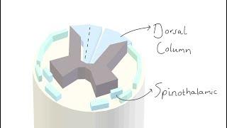 Neurology: Spinothalamic & Dorsal Column Medial Lemniscus Pathways in 3D