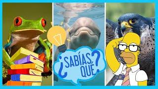 Datos Curiosos de los Animales - Curiosidades de Animales (Videos Educativos para Niños) | JovenLike