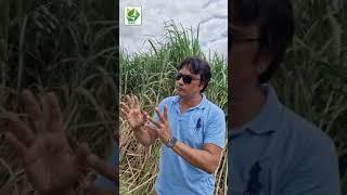 Farmer feedback use of Swat Agro Chemicals Product Ultrasol on sugarcane