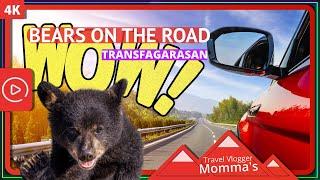 Transfagarasan: Wild Bears On The Road #4k