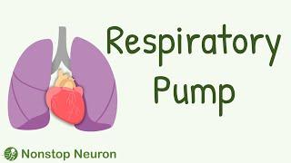 Respiratory Pump: How Breathing Increases Venous Return?