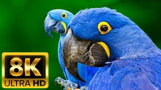 ANIMALS ADVENTURES - 8K (60FPS) ULTRA HD - With Nature Sounds (Colorfully Dynamic)