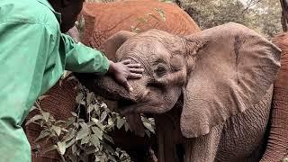 Rescue of Orphaned Elephant Wamata | Sheldrick Trust