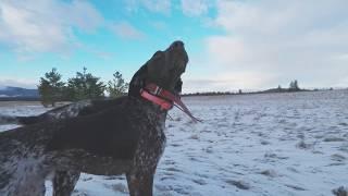Pheasant Hunting with Bird Dogs - Bonus Grouse! S2