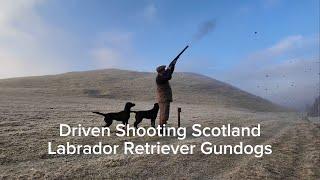 Driven Shooting Scotland with Labrador Retriever Peg dogs Gundogs