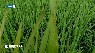 Leaf folding by rice leaf folder (Cnaphalocrosis medinalis)