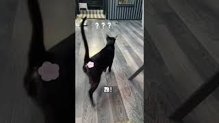 【家有猫三宝】这话也太密了#萌宠成精了#动物的迷惑行为#萌宠  #猫 #cat #pets #funny