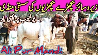 Ali Pur Cow Cattle Goat Markeet Mandi Sahiwal Cholistani Bachre Bachrian || Global Village Farming