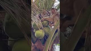 این میمون ها برای چیدن نارگیل تربیت شدن #میمون #نارگیل #کوکونات #monkey #coconut