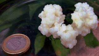 کفیر ساده ترین رمز سلامتی؛ خواص و طرز تهیه کفیر