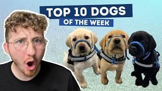 These Service Dogs are Tiny and Talented  | Top 10 Dogs of the Week!