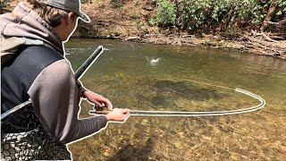 Rainbow Trout Heaven!!! Awesome North GA Fly Fishing