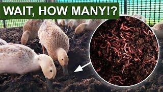 Why We’re Raising HALF-A-MILLION WORMS For 50 Ducks