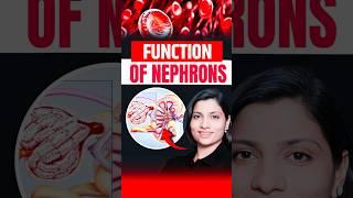 Functions Of Nephrons | NEET Concept #neetbiology #neet2025 #riturattewal #nephron