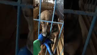 Цыган ждёт своих мампап в приюте 