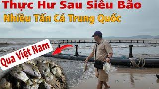 Sự Thật Hiện Trường Về  Nhiều Tấn Cá Trung Quốc Sau Bão Trôi Sang Việt Nam ?